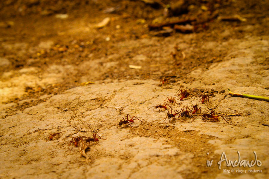 Hormigas gigantes